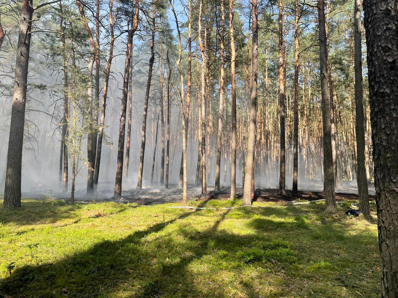 039 B:Wald-Groß im WSP in Forst