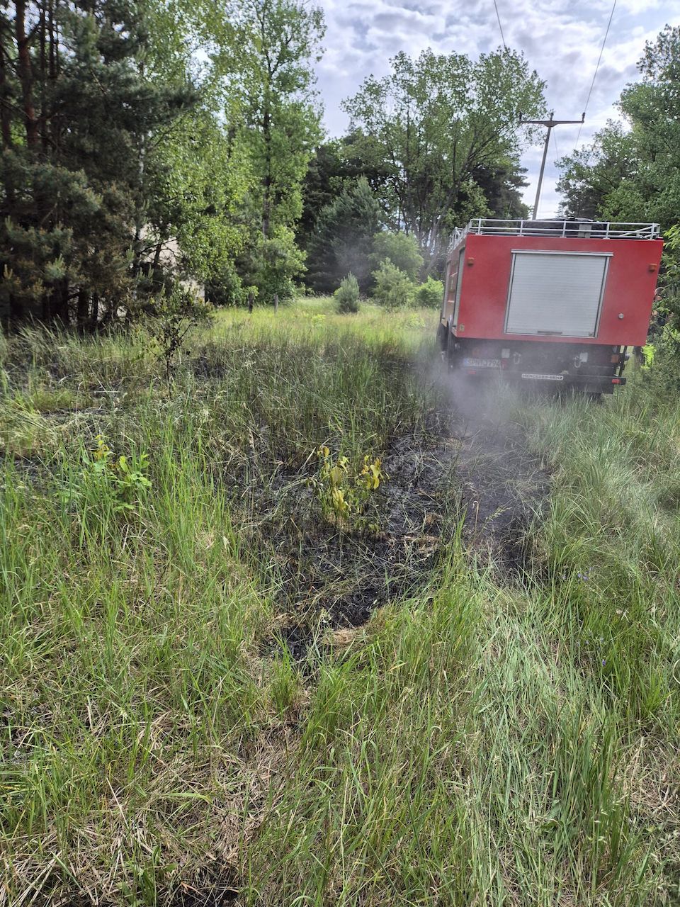 032 B:Wald in Gosda 2